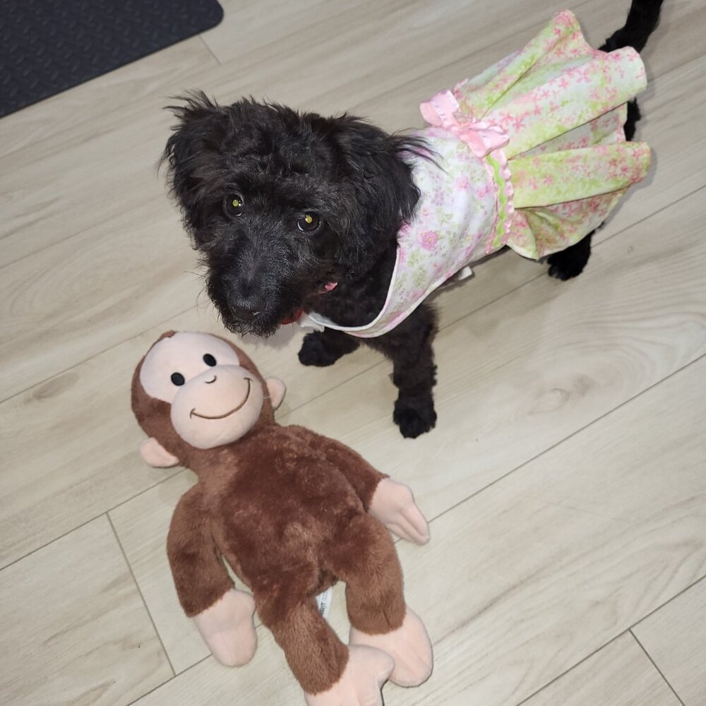 Dog Clothes, Small, Handmade 13 pieces